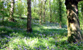 Ancient Woodland Urpeth Copyright P Glenwight