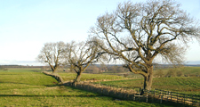 Field trees, Hill House Farm © Copyright Andy Waddington. Licensed for reuse under a Creative Commons Licence (see Legal Information)