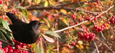Blackbird in Autumn