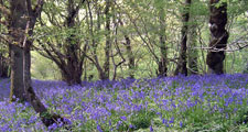 Ancient Woodland with carpet of Bluebells, Urpeth