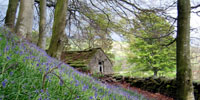 Bluebells in Wynch Bank Plantation, Teesdale. Copyright Rebecca Beeston