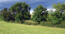 Field trees - should be conserved and replanted where they are characteristic