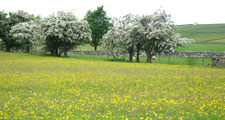 Species rich hay meadow, Bowlees