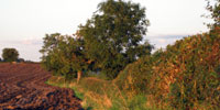 Hawthorn hedgerow, County Durham