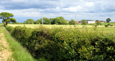 Hedges, Lowlands