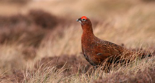 Red Grouse on North Pennine Moors