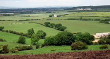 Semi-Improved-pasture-East-Durham