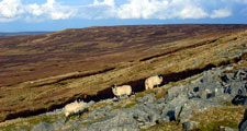 Sheep grazing on heather moorland. © Copyright Andrew Smith. Licensed for reuse under a Creative Commons Licence (see Legal Information)