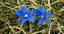 Spring Gentian - Copyright Andrew Curtis