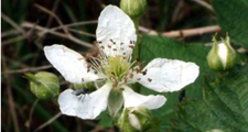 Flower of Blackberry
