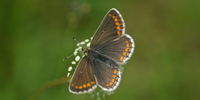 Northern Brown Argus Butterfly - Copyright Terry Coult