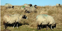 Sheep © Copyright Gordon Haddon, www.geograph.org.uk and licensed for reuse under a Creative Commons Licence (see Legal Information)