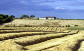 Harvest, Limestone Plateau © Copyright www.northeastwildlife.co.uk