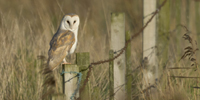 Barn Owl - Copyright www.northeastwildlife.co.uk