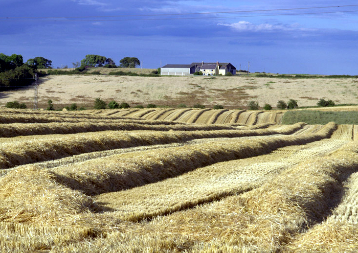 Arable Land - East Durham Limestone Plateau, Limestone Escarpment.Copyright www.northeastwildlife.co.uk